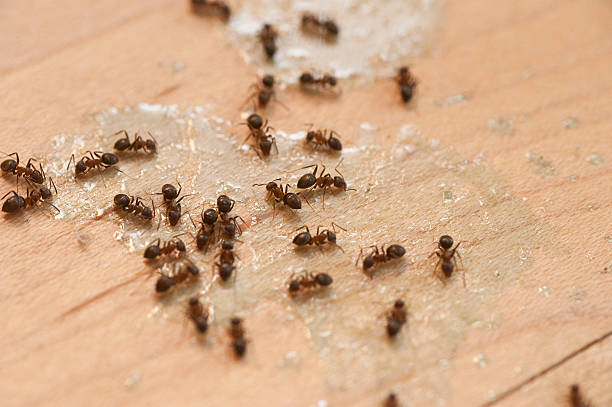 Insect Control in Fort Myers, FL
