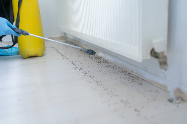 Best Termite Control Services  in Fort Myers, FL
